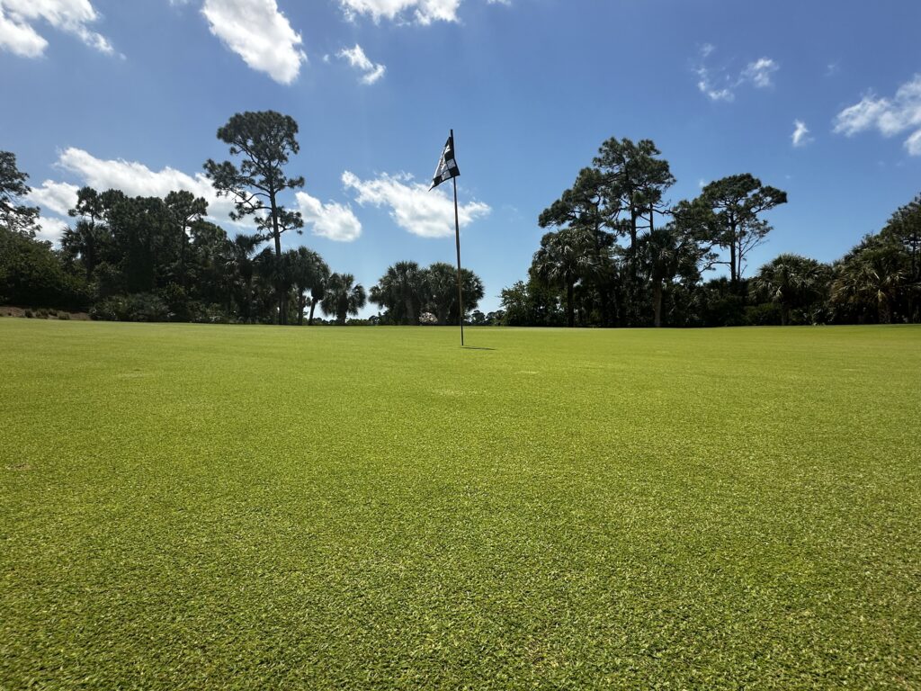 platinum-te-paspalum-old-collier